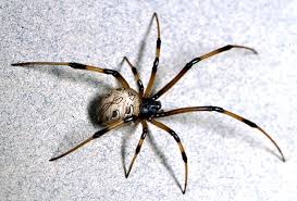 Cisr Brown Widow Spider