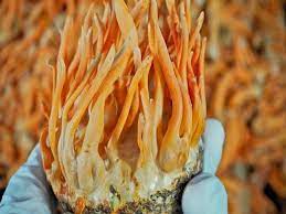Buy cordyceps mushrooms in Budhwar Peth Pune