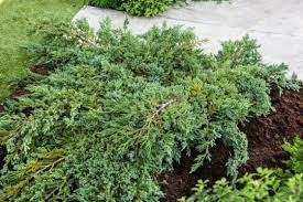 juniperus squamata blue carpet c5 40