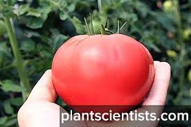 Тайните за отглеждане на хубави домати съвети от славка 2017 08 03 19 07 26. Domaten Rozov Med Opisanie Na Sortovete Rastyashi Pravila