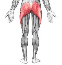 As with any individual skeletal muscle. Gluteal Muscles Wikipedia