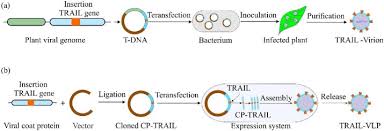 Pang e (龐娥) or zhao e (趙娥) was a chinese noble woman from the later han to the three kingdoms period. Trail In Oncology From Recombinant Trail To Nano And Self Targeted Trail Based Therapies Sciencedirect