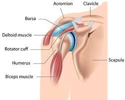 The rotator cuff is a group of four muscles and tendons that surround the glenohumeral joint. Understanding The Anatomy Of The Shoulder Bodyheal