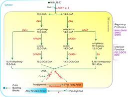 Acyl Lipid Metabolism