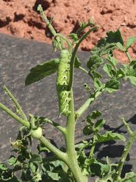 Common Insect Pests In Tomatoes