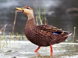 Mottled Duck Identification All About Birds Cornell Lab Of