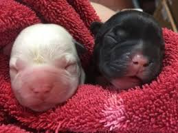 All the puppies were born in july this year and genetic testing confirmed that two puppies are from a beagle mother and a cocker spaniel father. Whelping Bitch Birth Of Puppies When To Call A Vet Your Vet Online