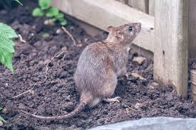 Controlling Rats In The Garden