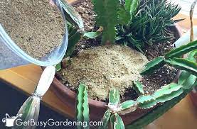 How To Get Rid Of Bugs On Houseplants