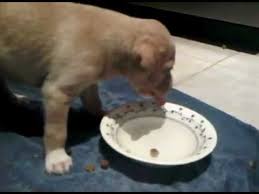 Ever wonder what dogs can drink aside from water? Cute 4 Week Old Puppies Drink Water Youtube