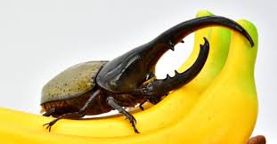 hercules beetle insect facts dynastes