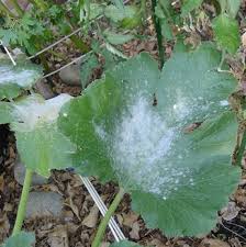 simple steps to prevent powdery mildew