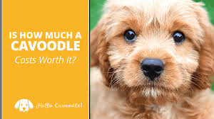 We have designer cavoodle puppies for sale in auckland. Is How Much A Cavoodle Costs Worth It Hello Cavoodle