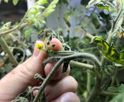 aerogarden tomatoes growing juicy