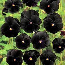 11 gorgeous black flowers from around