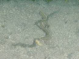 black garden eel heteroconger