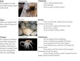 Mollusk Classification Advanced Ck 12 Foundation