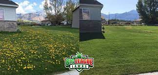 Weed Control Ogden Utah Lawn Weed