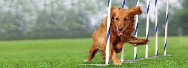dog agility training s dog