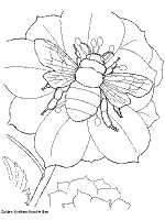 Back to pre k coloring pages. Bees Coloring Pages And Printable Activities