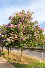 Flowering Trees Of Thailand Pride Of