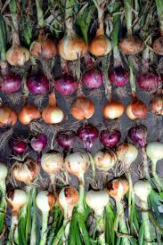 How To Harvest Cure And Onions