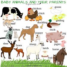40 Names Of Baby Animals And Their Parents