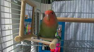 are lovebirds good as pets the pros