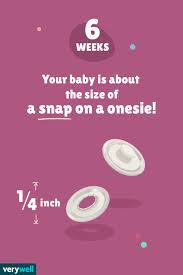 6 weeks pregnant baby development