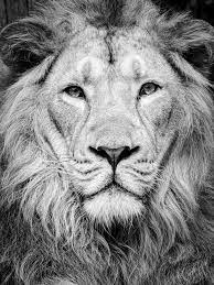 black and white lion photography art