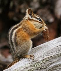 Difference Between Chipmunk And Gopher Pediaa Com