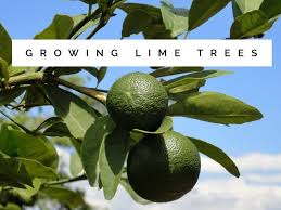 how to grow lime trees gardening channel