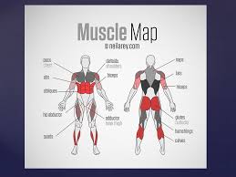 Commercial use and royalty free. Muscular System Types Of Muscles Deltoid Biceps Triceps Muscles Of The Arm Ppt Download