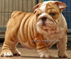 The cost to buy an english bulldog varies greatly and depends on many factors such as the breeders' location, reputation, litter size, lineage of the puppy, breed popularity (supply and demand), training, socialization efforts, breed lines and much more. English Bulldog Puppies For Sale English Bulldog Breeder Offering English Bulldog Puppies For Sale