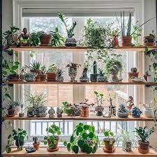 indoor plants and fl arrangements