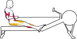muscles used on a rowing machine
