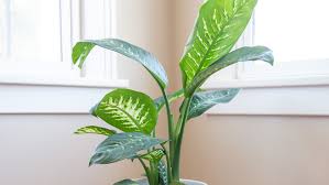Some people may chose to keep the plant outdoors on the patio in the summer months. Five Houseplants That Will Hurt Your Pets