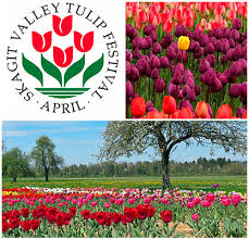 skagit valley tulip festival festbeat