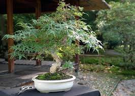 care guide for the anese maple