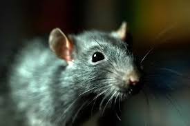 Expert S Tips To Keep Rats Away From