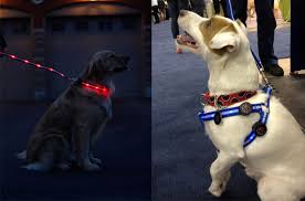 Spots Light Led Dog Collar And Leash Light Up The Night Petguide