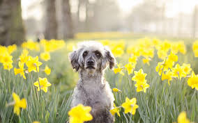 46+] Spring Dog Wallpaper on WallpaperSafari