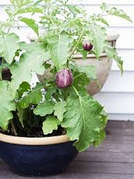 Asian Vegetables To Grow In The Garden