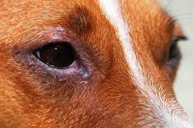 blepharitis in dogs causes symptoms