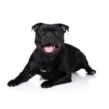 Staffordshire bull terrier breeders in new zealand. Staffordshire Bull Terrier Puppies Petland Hilliard Oh