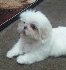 Shih tzu were bred to be affectionate companion dogs. Teacup Shih Tzu Puppies For Sale Near Me Petfinder