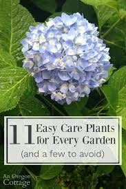 11 Easy Care Plants For Every Garden