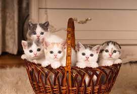 Cute kitten pictures as far as the eye can see. What Is Kitten Season