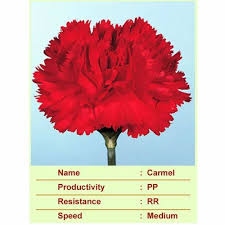 cut flower caryophyllaceae carmel