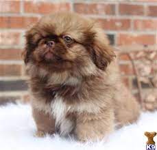 Find pekingese puppies for sale with pictures from reputable pekingese breeders. Pekingese Puppies For Sale By Local Breeders K9stud Com Pekingese Puppies Pekingese Puppies For Sale Puppies
